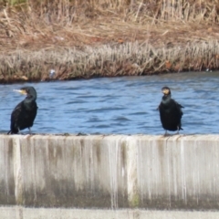 Phalacrocorax carbo at Molonglo, ACT - 10 Jul 2023 01:26 PM