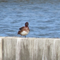 Aythya australis (Hardhead) at Molonglo, ACT - 10 Jul 2023 by RodDeb