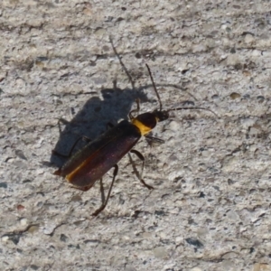 Chauliognathus lugubris at Coombs, ACT - 10 Jul 2023