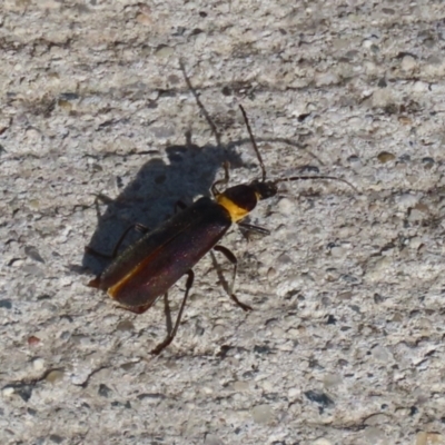 Chauliognathus lugubris (Plague Soldier Beetle) at Coombs Ponds - 10 Jul 2023 by RodDeb