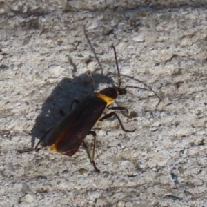 Chauliognathus lugubris at Coombs, ACT - 10 Jul 2023