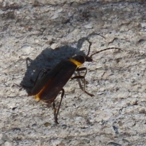 Chauliognathus lugubris at Coombs, ACT - 10 Jul 2023