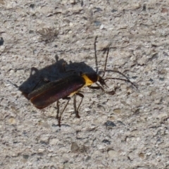 Chauliognathus lugubris at Coombs, ACT - 10 Jul 2023