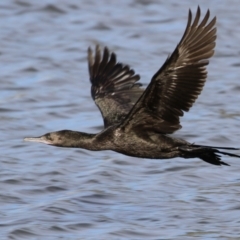 Phalacrocorax sulcirostris (Little Black Cormorant) at Coombs, ACT - 10 Jul 2023 by RodDeb