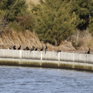 Phalacrocorax sulcirostris at Coombs, ACT - 10 Jul 2023 01:18 PM