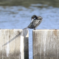 Phalacrocorax sulcirostris at Coombs, ACT - 10 Jul 2023 01:18 PM