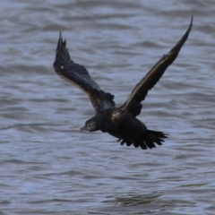 Phalacrocorax sulcirostris at Coombs, ACT - 10 Jul 2023 01:18 PM