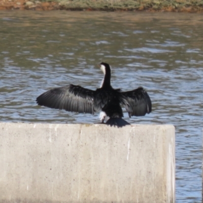 Microcarbo melanoleucos (Little Pied Cormorant) at Coombs Ponds - 10 Jul 2023 by RodDeb