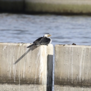 Microcarbo melanoleucos at Molonglo, ACT - 10 Jul 2023