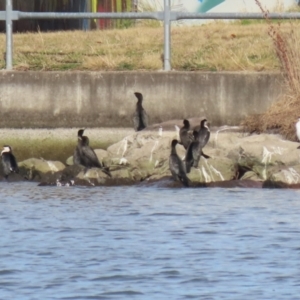 Microcarbo melanoleucos at Molonglo, ACT - 10 Jul 2023