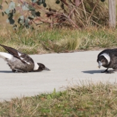 Gymnorhina tibicen (Australian Magpie) at Coombs Ponds - 10 Jul 2023 by RodDeb