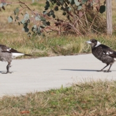 Gymnorhina tibicen at Coombs, ACT - 10 Jul 2023