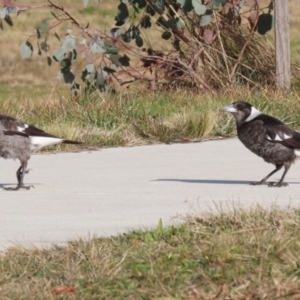 Gymnorhina tibicen at Coombs, ACT - 10 Jul 2023