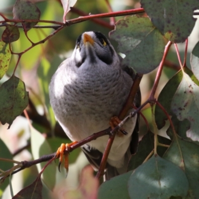 Manorina melanocephala (Noisy Miner) at Coombs Ponds - 10 Jul 2023 by RodDeb