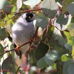 Manorina melanocephala at Coombs, ACT - 10 Jul 2023