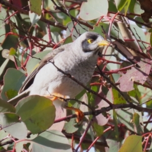 Manorina melanocephala at Coombs, ACT - 10 Jul 2023