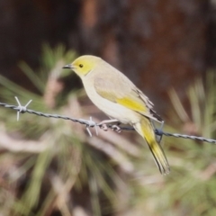 Ptilotula penicillata (White-plumed Honeyeater) at Coombs Ponds - 10 Jul 2023 by RodDeb