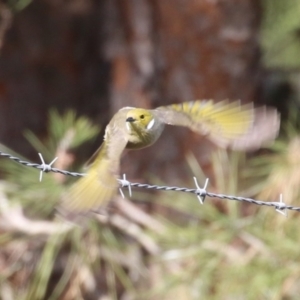 Ptilotula penicillata at Coombs, ACT - 10 Jul 2023 02:00 PM