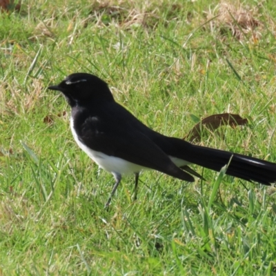 Rhipidura leucophrys (Willie Wagtail) at Coombs Ponds - 10 Jul 2023 by RodDeb
