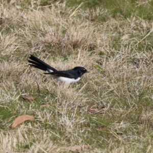 Rhipidura leucophrys at Coombs, ACT - 10 Jul 2023