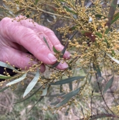Acacia rubida (Red-stemmed Wattle, Red-leaved Wattle) at Mount Majura - 10 Jul 2023 by waltraud