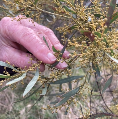 Acacia rubida (Red-stemmed Wattle, Red-leaved Wattle) at Mount Majura - 10 Jul 2023 by waltraud