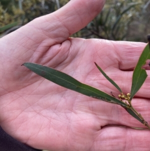 Acacia rubida at Watson, ACT - 10 Jul 2023