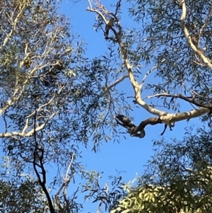 Callocephalon fimbriatum at Cook, ACT - suppressed