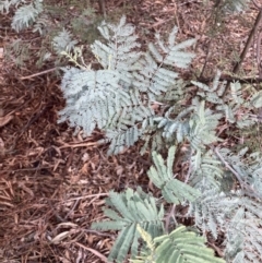 Acacia baileyana x Acacia dealbata (Cootamundra Wattle x Silver Wattle (Hybrid)) at Mount Majura - 10 Jul 2023 by waltraud