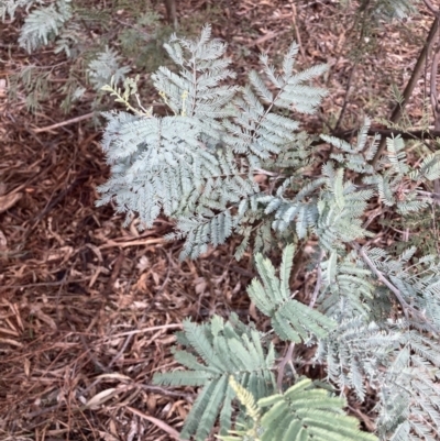 Acacia baileyana x Acacia dealbata (Cootamundra Wattle x Silver Wattle (Hybrid)) at Mount Majura - 10 Jul 2023 by waltraud