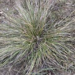 Lepidosperma laterale (Variable Sword Sedge) at Watson, ACT - 10 Jul 2023 by waltraud