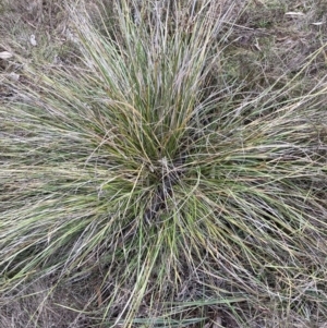 Lepidosperma laterale at Watson, ACT - 10 Jul 2023 11:02 AM