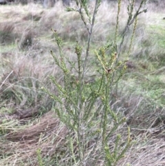 Melaleuca parvistaminea (Small-flowered Honey-myrtle) at Mount Majura - 10 Jul 2023 by waltraud