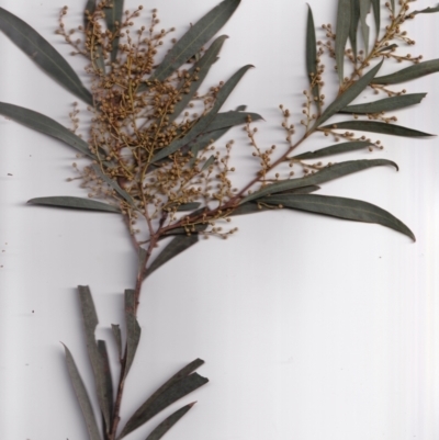 Acacia rubida (Red-stemmed Wattle, Red-leaved Wattle) at Mount Majura - 10 Jul 2023 by waltraud