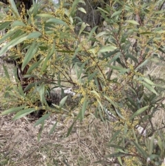 Acacia rubida at Watson, ACT - 10 Jul 2023