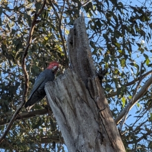 Callocephalon fimbriatum at Garran, ACT - 11 Jul 2023