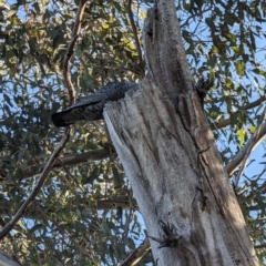 Callocephalon fimbriatum at Garran, ACT - suppressed