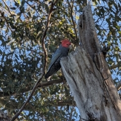 Callocephalon fimbriatum at Garran, ACT - 11 Jul 2023