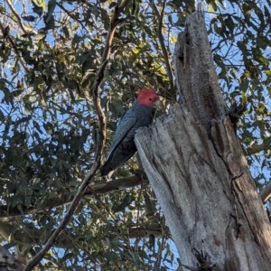 Callocephalon fimbriatum at Garran, ACT - 11 Jul 2023