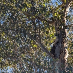 Callocephalon fimbriatum at Garran, ACT - suppressed