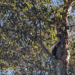 Callocephalon fimbriatum at Garran, ACT - 11 Jul 2023