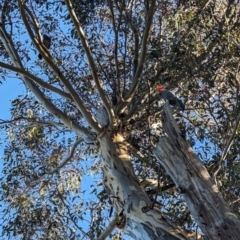 Callocephalon fimbriatum at Garran, ACT - 11 Jul 2023