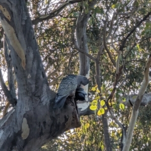 Callocephalon fimbriatum at Phillip, ACT - suppressed