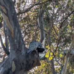 Callocephalon fimbriatum at Phillip, ACT - suppressed