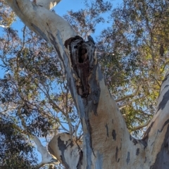 Callocephalon fimbriatum at Phillip, ACT - suppressed