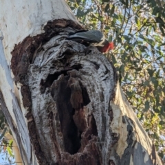 Callocephalon fimbriatum (Gang-gang Cockatoo) at Phillip, ACT - 10 Jul 2023 by stofbrew