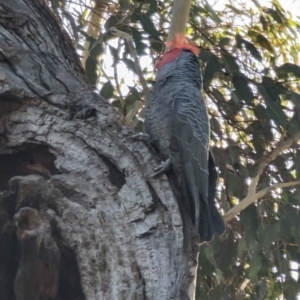 Callocephalon fimbriatum at Phillip, ACT - suppressed