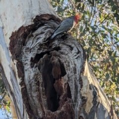 Callocephalon fimbriatum at Phillip, ACT - suppressed