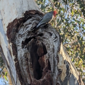 Callocephalon fimbriatum at Phillip, ACT - suppressed