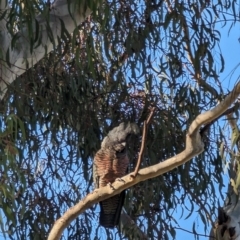 Callocephalon fimbriatum at Phillip, ACT - suppressed